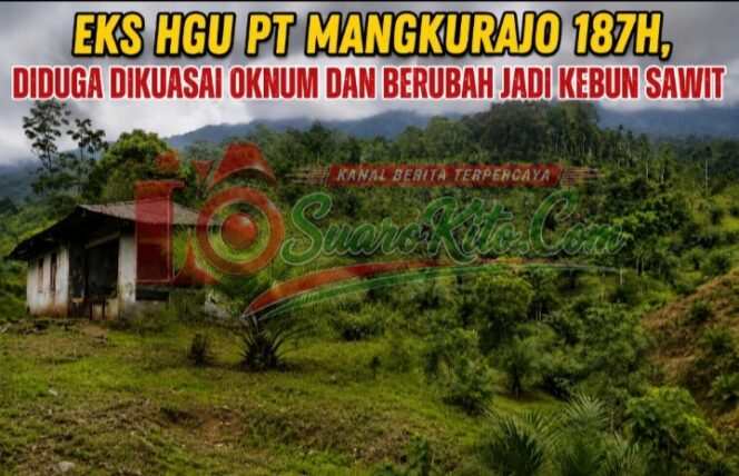 
 Eks HGU PT Mangkurajo 187H, Diduga Dikuasai Oknum dan Berubah Jadi Kebun Sawit