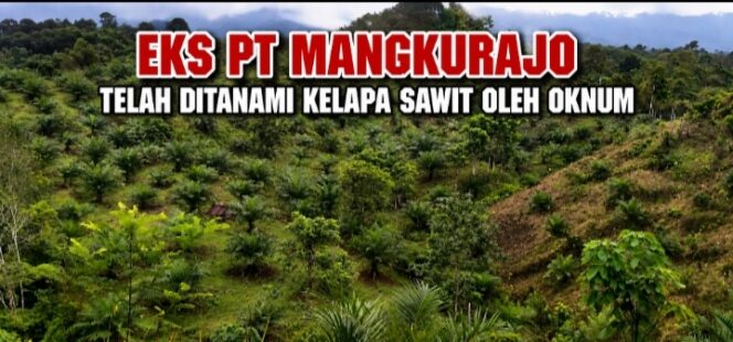 
 Lahan Eks HGU PT Mangkurajo Diduga Diperjualbelikan Oknum