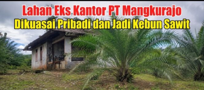 
 Kades Benarkan Area Eks Kantor PT Mangkurajo Dikuasai Pribadi dan Jadi Kebun Sawit